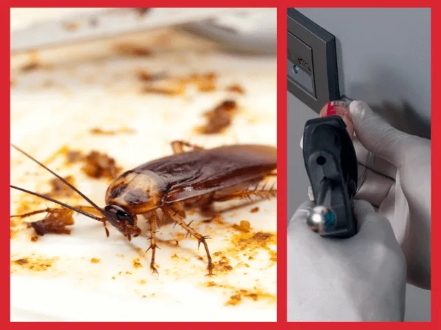 Skuteczne metody na wytępienie prusaków w bloku bez bólu głowy