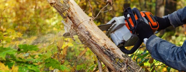 Jak ścinać drzewo, żeby nie spadło na budynek - uniknij kosztownych szkód Jak ścinać drzewo, żeby nie spadło na budynek - uniknij kosztownych szkód