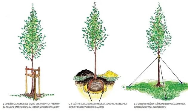 Jakie drzewa sadzić na osiedlach, aby uniknąć problemów z korzeniami?